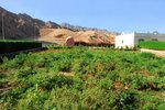 Hotel Tropitel Dahab Oasis dovolená