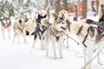 Husky se připravují na další jízdu
