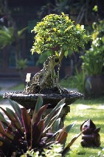 Indonésie, Bali, Bali - KERATON JIMBARAN RESORT