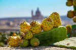 Prickly pears (cactus pears) on Maltas scenery