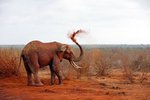 Safari