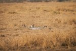 Gepard
