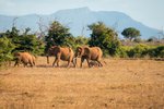 Sloni na safari