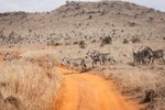 Zebry na safari