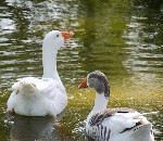 Hotel PrideInn Flamingo Beach Resort dovolená