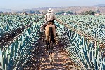 Farmář a pole agáve, město Tequila, Jalisco, Mexico