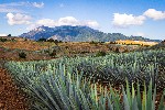 Pole agáve ve městě Tequila, Jalisco