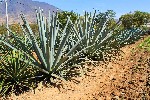 Agáve, základní surovina pro výrobu oblíbeného mezcalu