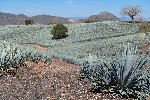 Plantáž Agave město Tequila Jalisco