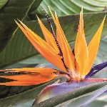 (Portugalsko, Madeira, Funchal) - Slavnosti květin na Madeiře II.