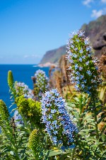 Velikonoční Madeira