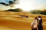 Okruh Saharou na velbloudech