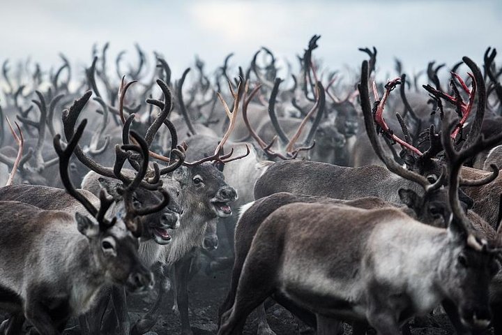 Toulky za polárním kruhem + Lofoty a Vesterály – fotka 2