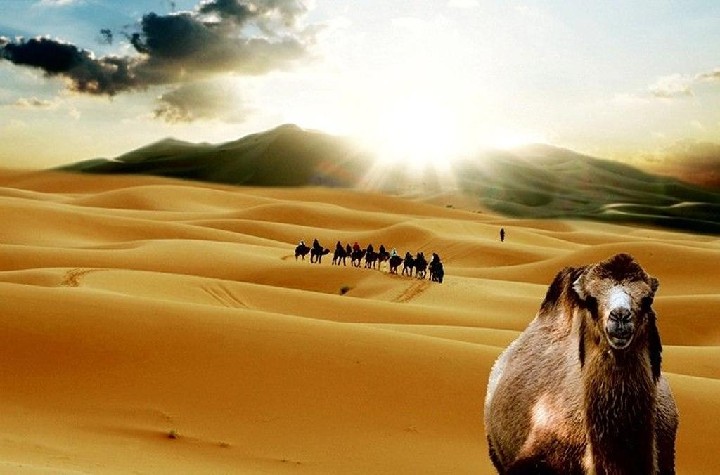 Okruh Saharou na velbloudech