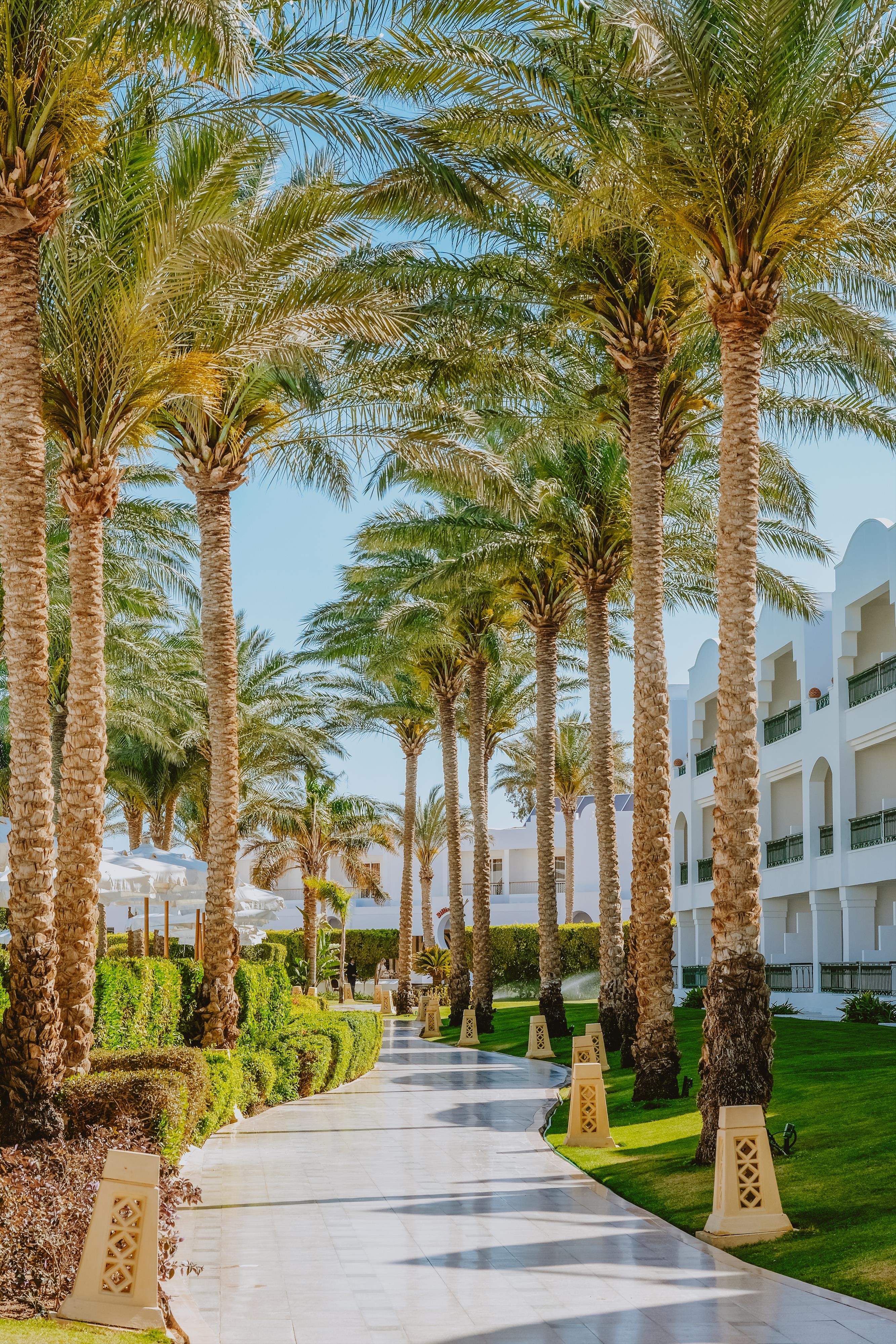 Baron Palms