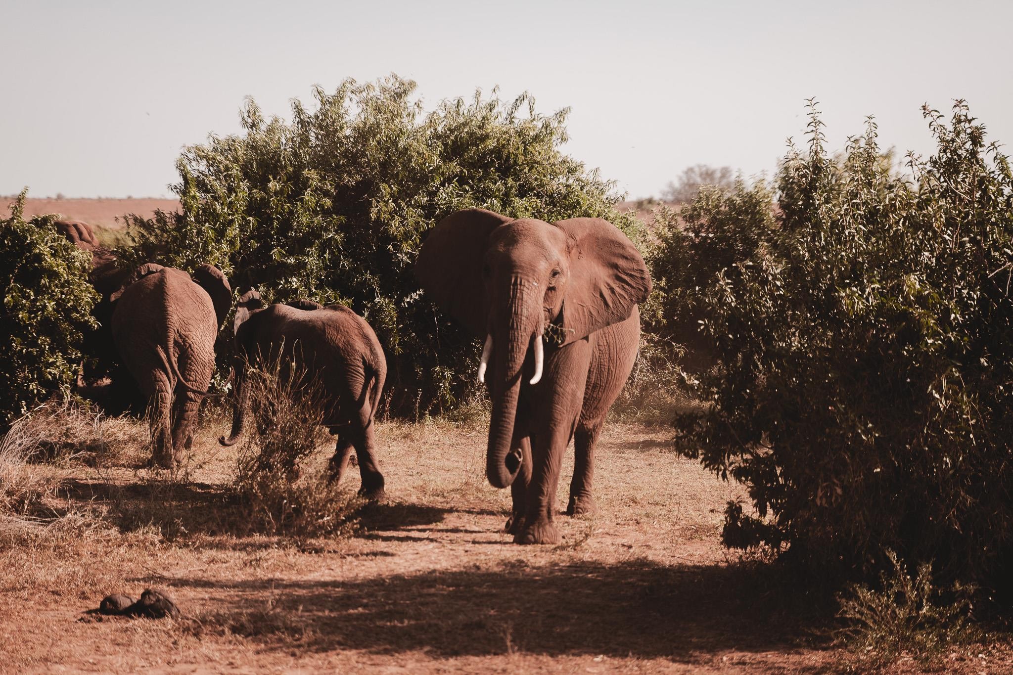 ananea Diamonds Malindi 28