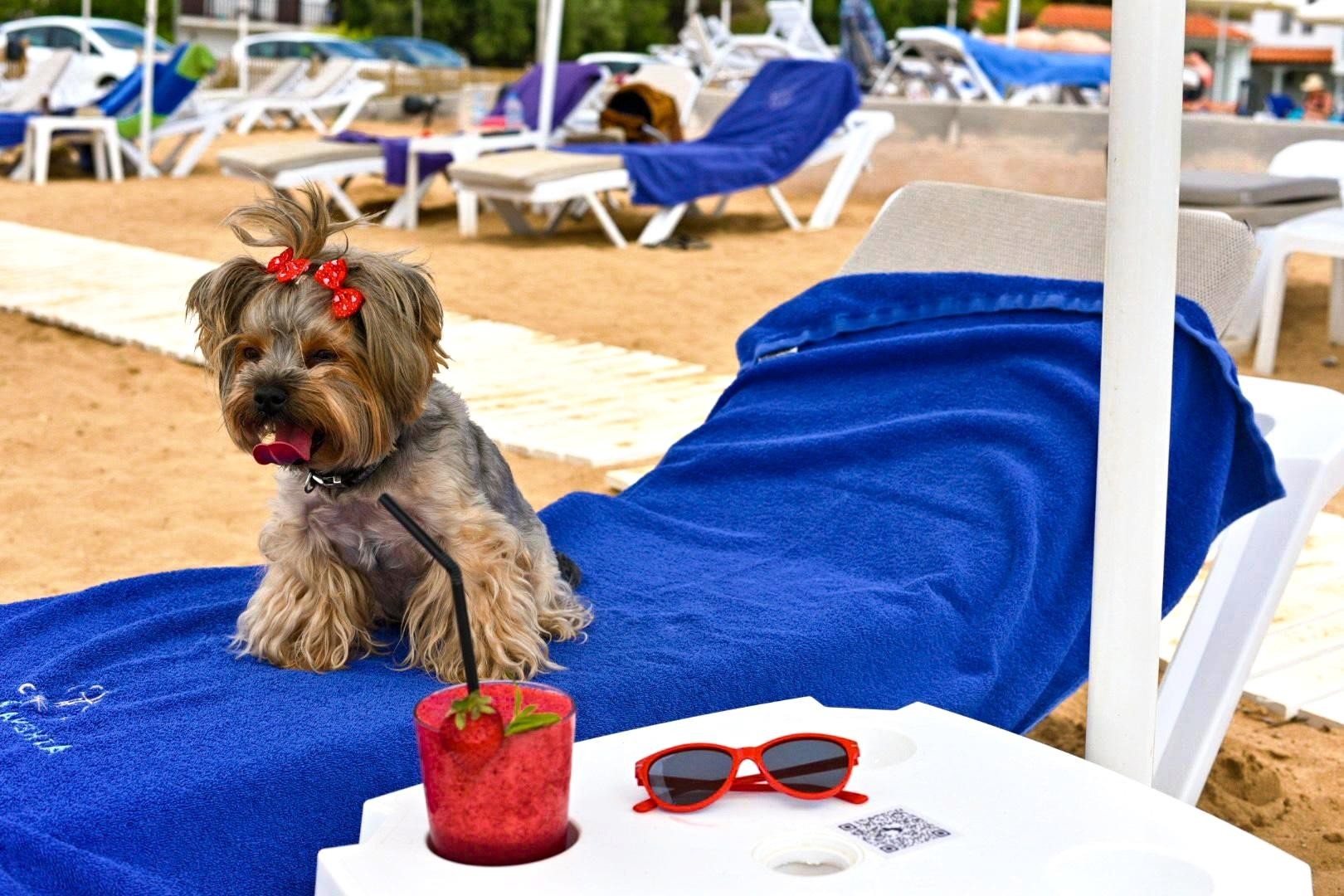 ACROTEL Lily Ann Beach 24