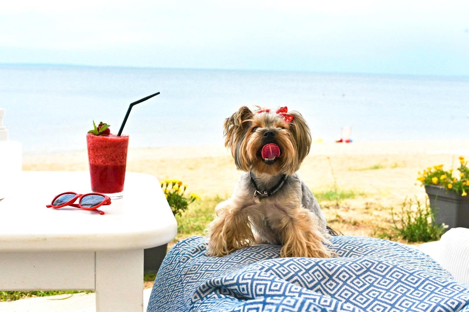 ACROTEL Lily Ann Beach 25