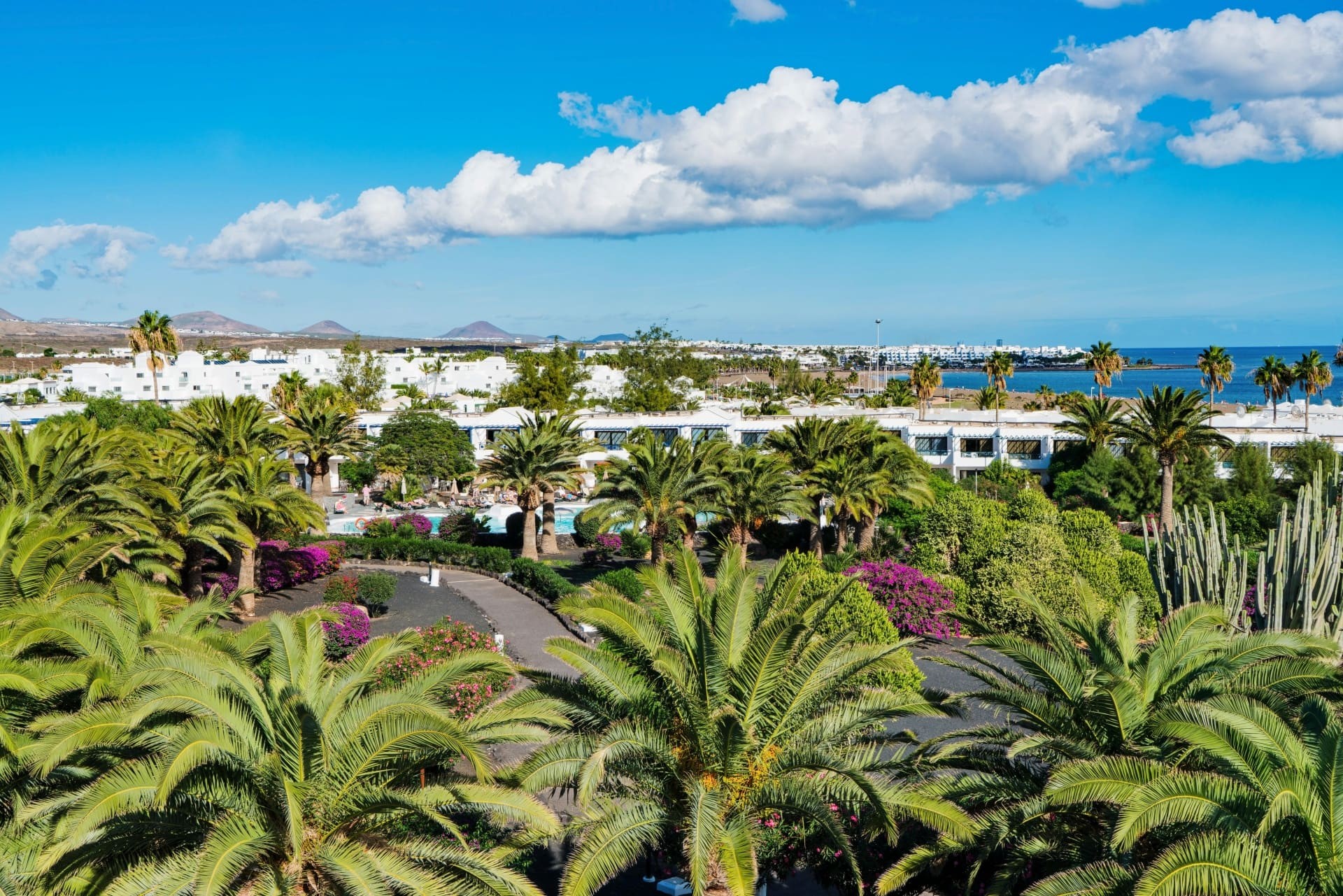 Ole Olivina Lanzarote 4