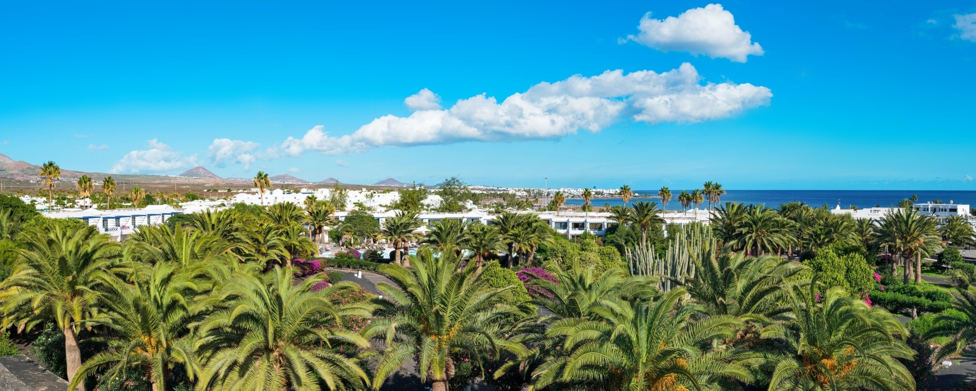 Ole Olivina Lanzarote 16