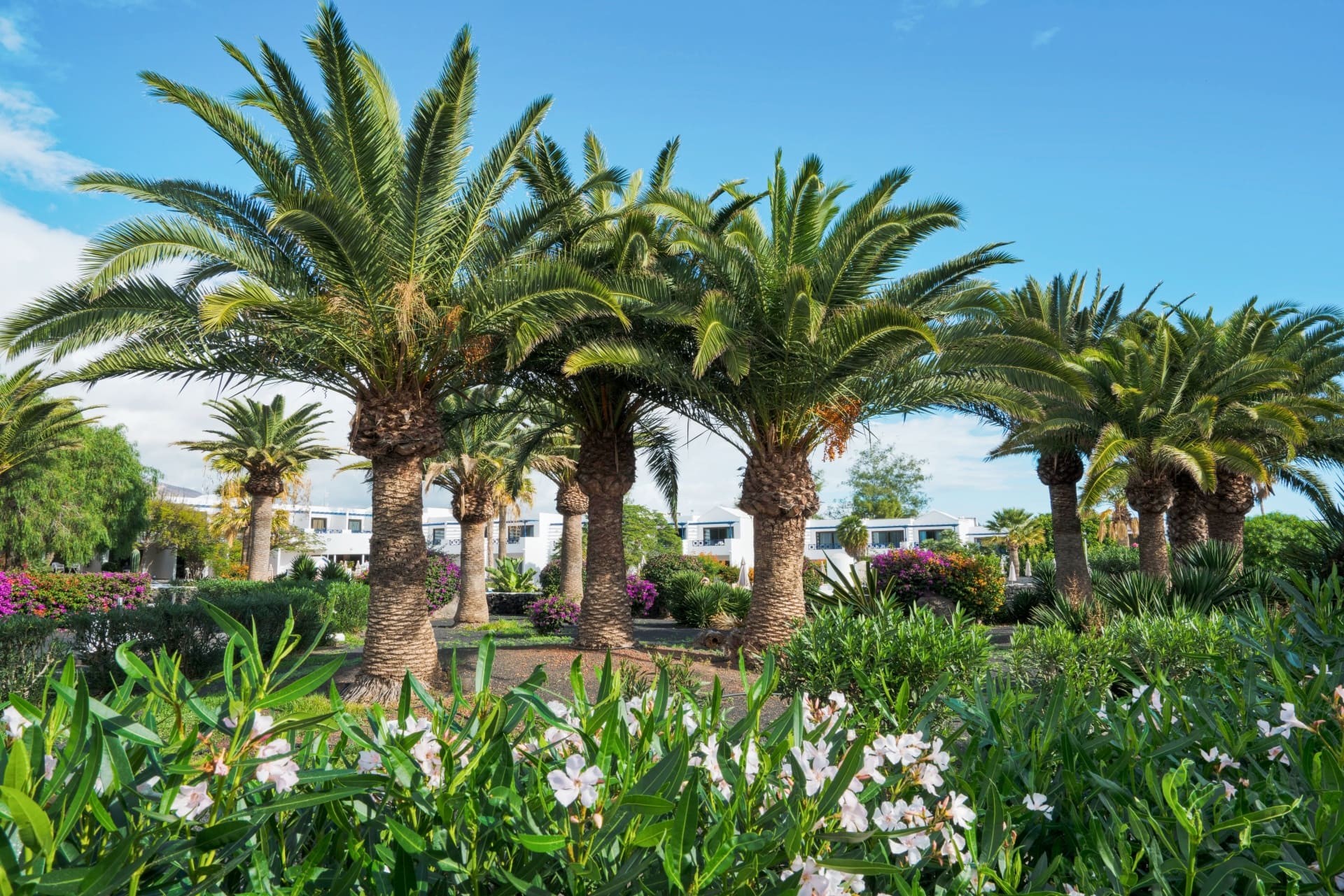 Ole Olivina Lanzarote 23