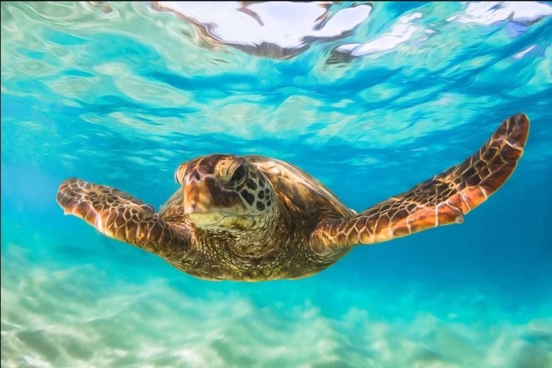 Sheraton Kosgoda Turtle Beach Resort
