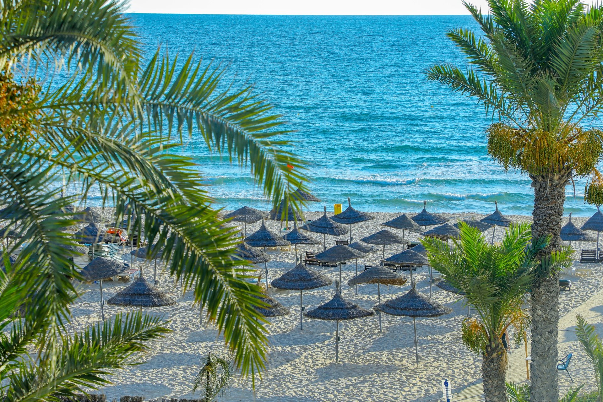 Riadh Palms